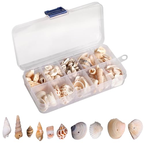 Fhioevt Muscheln Deko 10 Stile Muscheln zum Basteln Muscheln mit Loch...