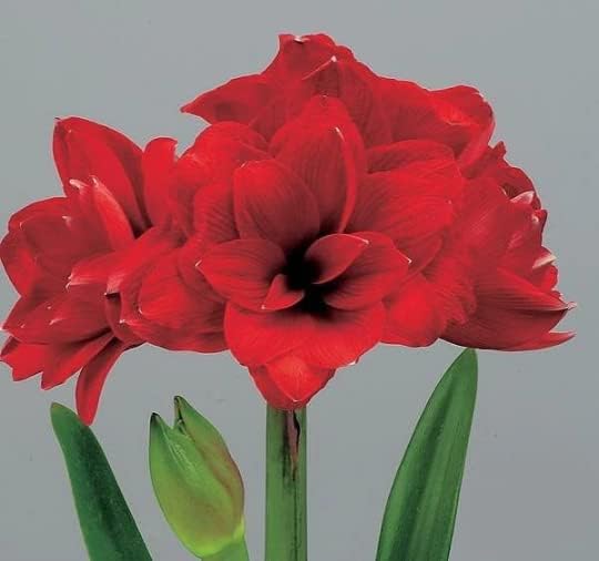 Miniatura 3 de Elegante kit de cultivo de regalo doble King Amaryllis. Hermosa maceta de cerámica, gran bombilla doble King, una bolsa de arpillera y medio de