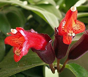 Mona Lisa Lipstick Plant
