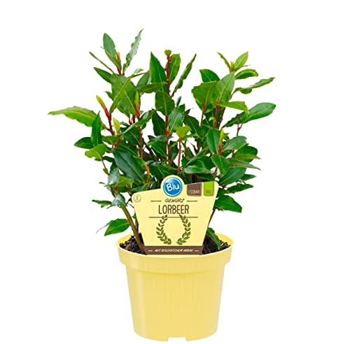 Bio Gewürzlorbeer, (Laurus nobilis), Kräuter Pflanzen aus nachhaltigem Anbau (1 Pflanze, je im 12cm Topf) Cover