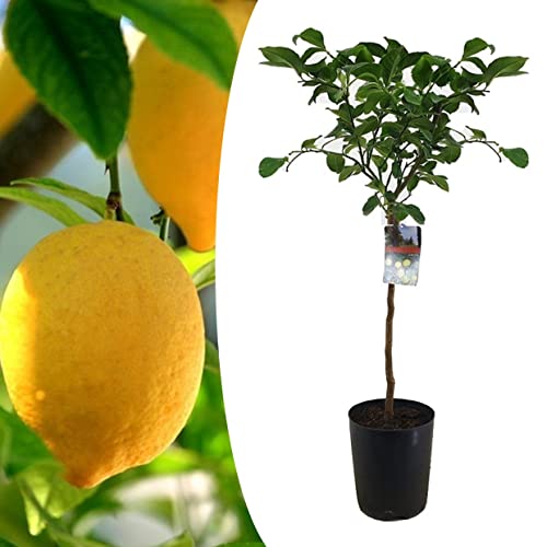 Plant in a Box - Citrus Limon - Citronnier arbre comestible fruitier - Pot 19cm - Hauteur 100-120cm Cover