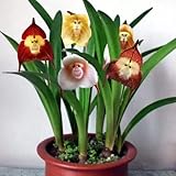 Se suelen utilizar para decorar balcones y terrazas.