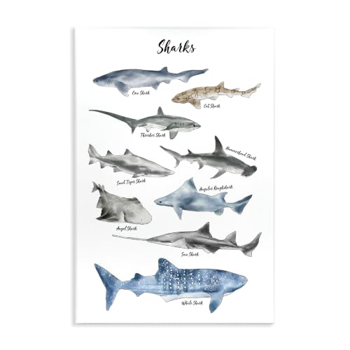Stupell Industries 'Shark Chart Watercolor Marine Animals'| Wall Plaque Art