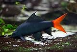 Freshwater Shark Collection – Rainbow, Bala, Red Tail, Albino & More (2 Red Tail Shark)