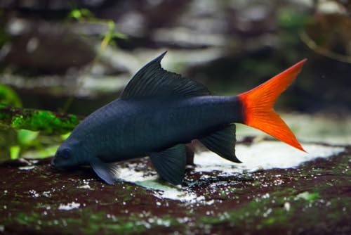 Swimming Creatures™ 2 Redtail Shark (Epalzeorhynchus Bicolor) Live Tropical Freshwater
