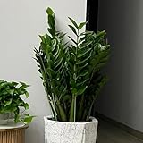 glücksfeder kaufen, bodendecker winterhart mehrjährig, exotische deko, für draußen 100samen