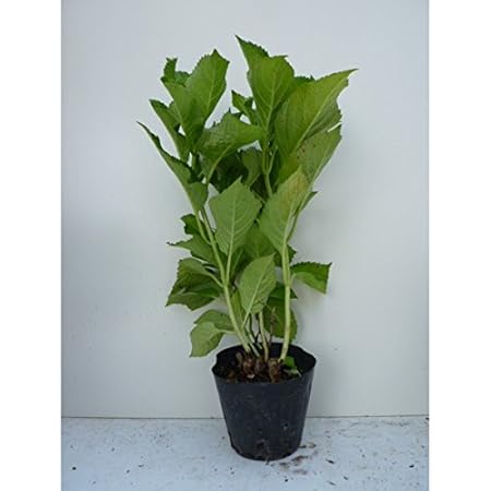 Amazon 苗 苗木 ヤマアジサイ アマチャ 樹高0 3m前後 15cmポット 甘茶 山紫陽花 やまあじさい 苗木 植木 苗 庭木 生け垣 1本 1 植木