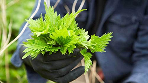 Gaea's Blessing Seeds - Stinging Nettle Seeds - Non-GMO Seeds with Easy to Follow Instructions - Open-Pollinated Heirloom 95% Germination - Image 3