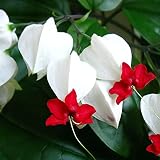 Bleeding Heart Vine Seeds Glory Bower, Clerodendrum Thomsoniae Perennial Tender Fast-Growing Tropica