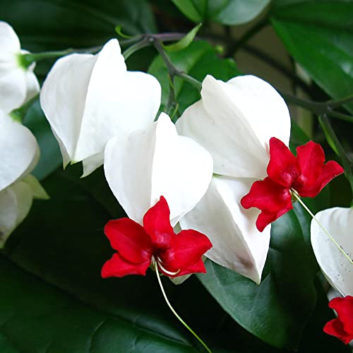 Bleeding Heart Vine Seeds Glory Bower, Clerodendrum Thomsoniae Perennial Tender Fast-Growing Tropical Climbing Vine Evergreen Outdoor Border Bed Garden 20Pcs By Yegaol Garden #TOP23