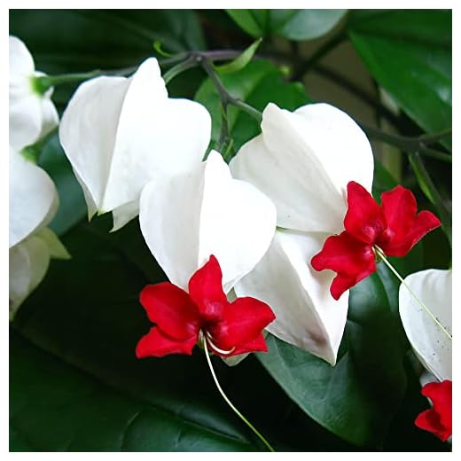 Bleeding Heart Vine Seeds Glory Bower, Clerodendrum Thomsoniae Perennial Tender Fast-Growing Tropical Climbing Vine Evergreen Outdoor Border Bed Garden 20Pcs by YEGAOL Garden