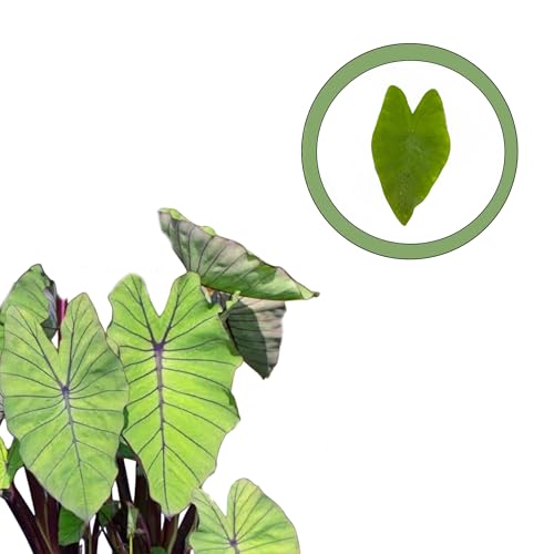 Colocasia Blue Hawaii Starter Plant