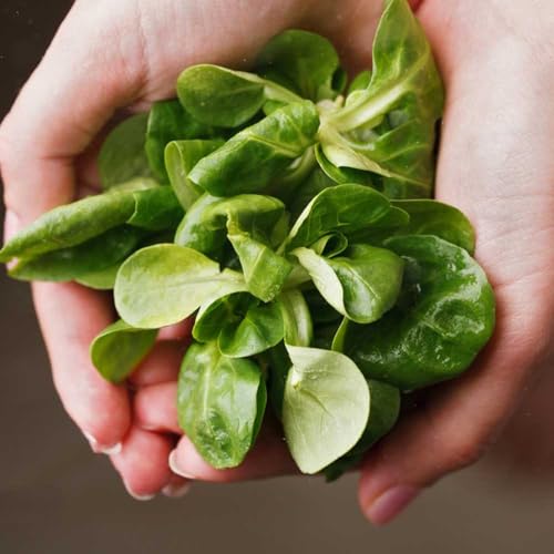 lattuga d'agnello semi di biologici rare e resistenti in vaso aromatiche biologiche e invernali varietà di esotici tradizionali 200semi