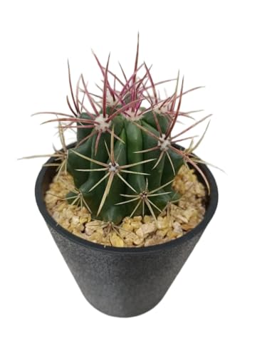 観葉植物 フェロカクタス」の人気商品一覧 | 安い商品を通販サイトから