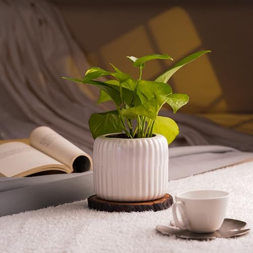 Image of Plant Pots for Indoor Plants, Succulents | Fluted Ceramic Planters for Living Room, Home & Office Decor (Set of 2, Off-White)