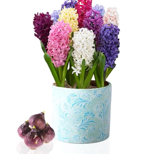 Colección de Jacintos fragantes (15 bulbos), 5 variedades, 3 de cada color, perennes, resistentes al invierno, mezcla de bulbos de flores de Holanda para jardín, maceta, vidrio