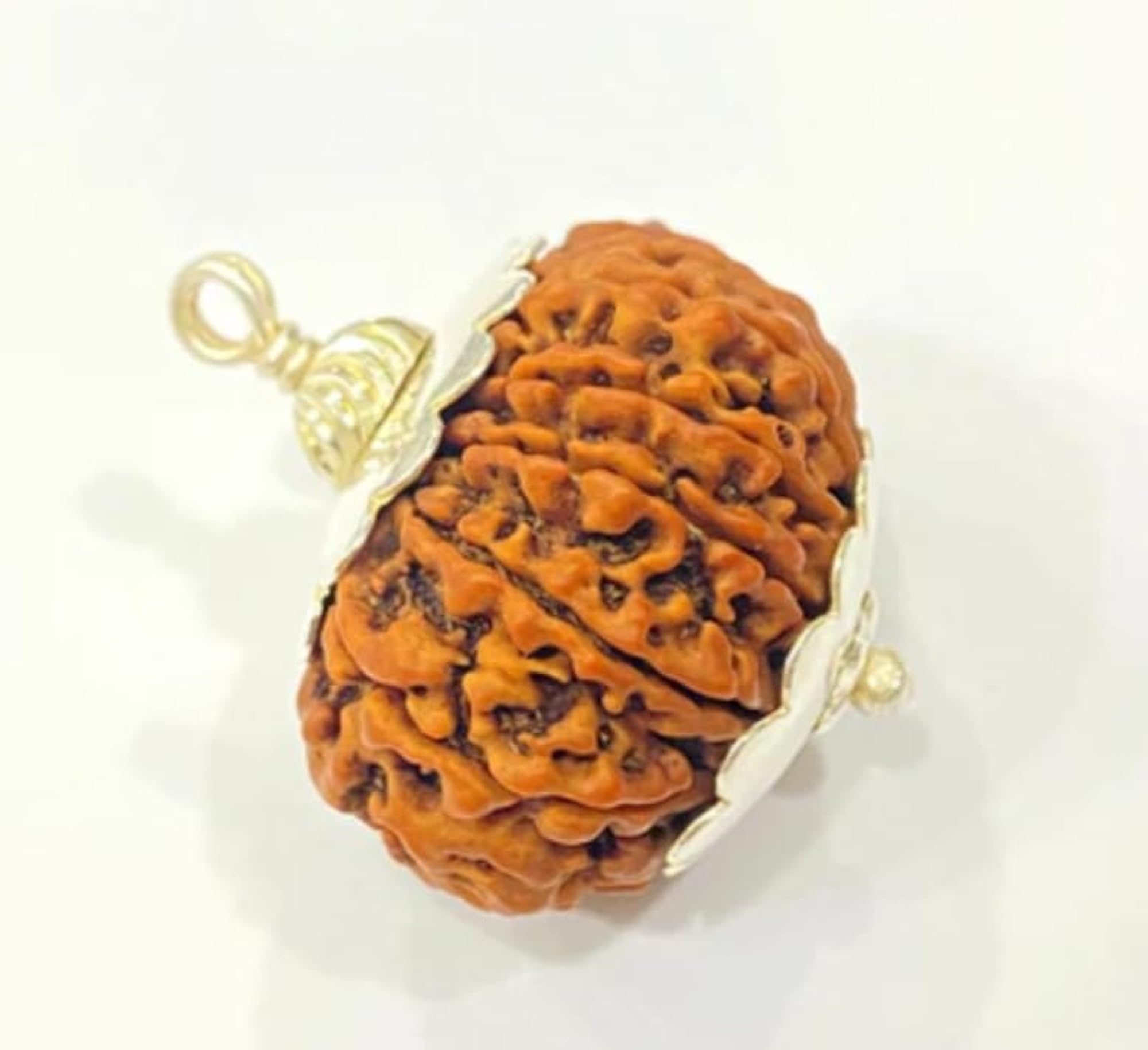 Original Certified Nepali Twelve Face Rudraksh, Lab Certified