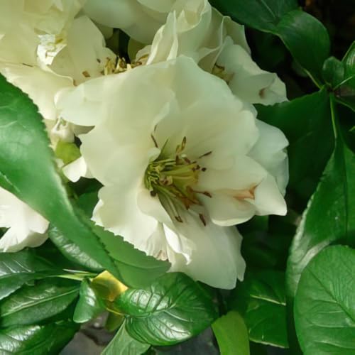 Japanese Quince 'Yukigoten'. 4L Plant. Deciduous 'Japanese Quince' Double Creamy White Flowers. Available from Bedwen Plants