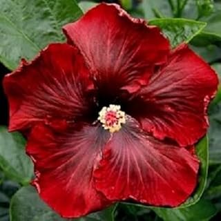 20 Dark Red Hibiscus Seeds Perennial Flower Flowers Seed Bloom Garden Tree