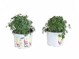 DECOALIVE Ruda Planta Natural - Pack de 2 Plantas de Rudas - Ruta Graveolens