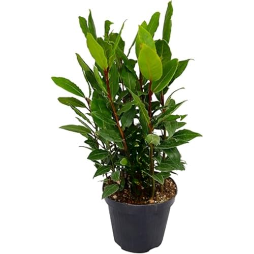 Live Bay Leaf Plant Tree, Laurus Nobilis Live Plants, Sweet Bay Laurel Starter 5 to 10 Inc Tall, No Pot
