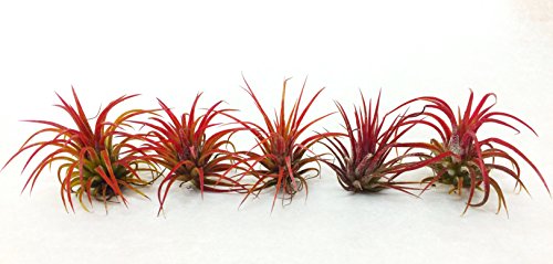 Air Plant Fuego Assortment | Lonantha Fuego Tillandsia Air Plants | Nautical Crush Trading Tm (5 Pack) #TOP26