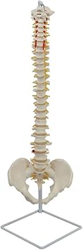 Spine Occipital Bone and Pelvis Set with Blood Vessels and Nerves Model, Life Size Human Bone Anatomical Model