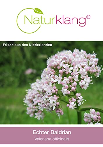 Baldrian Naturklang 100g | Baldrianwurzel Frisch und aromatisch Baldriantee auch als Catnip für Katzen bestens geeignet