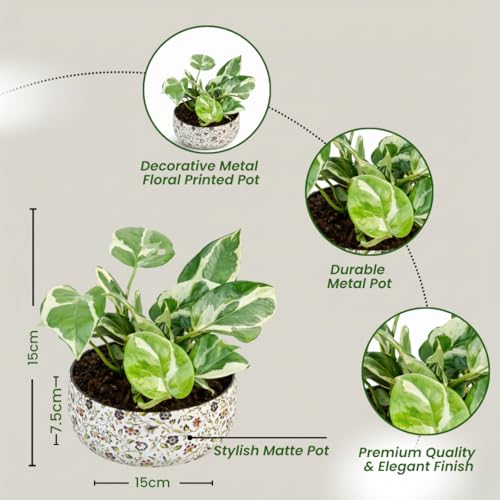 Image of Amulya Farms Indoor Plants for Home | Variegated Money Plant with Premium floral Print Metal Pot | Air Purifying Plants for Home Decor, Living Room and Office Decoration