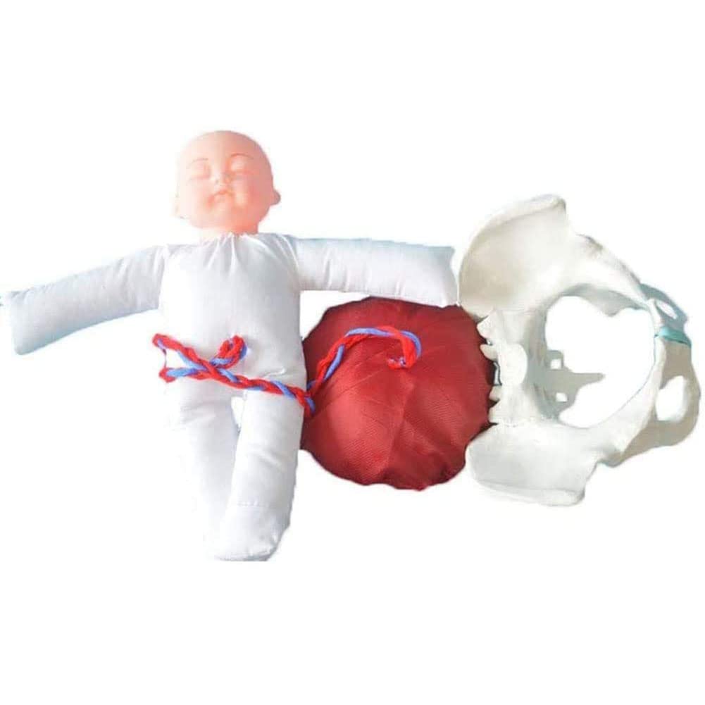 Modello Pelvi Femminile 1:1 Con Feto - Simulatore Parto In PVC Per Studio Medicina - 5