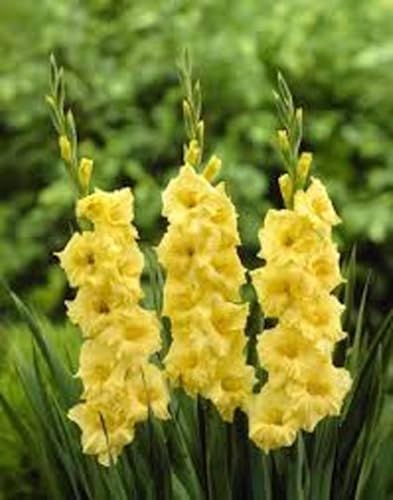 Gladiolus Yellow Gold bulbs