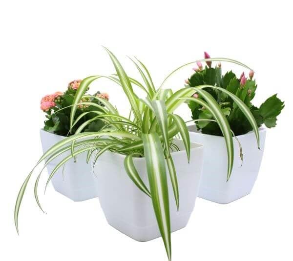 Gardening Naturally Plant Pot Pack Indoor Square White Gloss (Pack of 10, 16 CM Diameter)