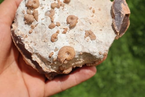 Image of Douvilleiceras & Gastropods Plate Cretaceous Fossils Fossils from Morocco Fossil Rock Ammonites Fossil A202