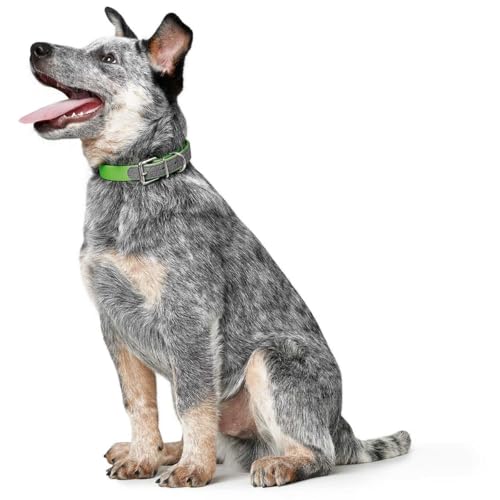 HUNTER Hundehalsband CONVENIENCE COMFORT, Farbe: apfelgrün, Mit Neopren-Polsterung, witterungsbeständig, pflegeleicht, ideal für Sport & Freizeit, Größe: 50