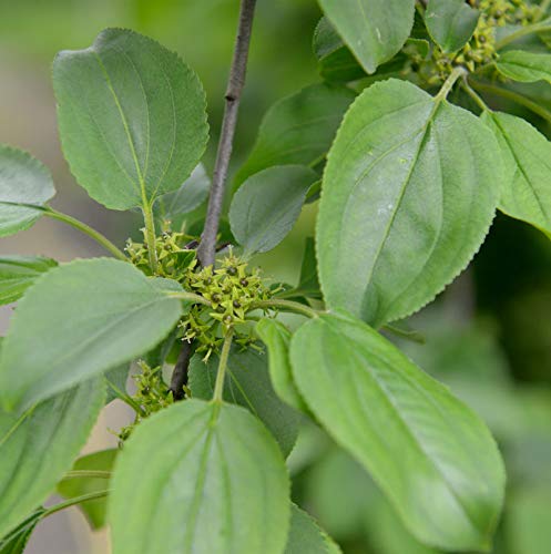 Purgier-Kreuzdorn 60-80cm - Rhamnus cathaticus - lebende Gartenpflanze aus den Baumschulen