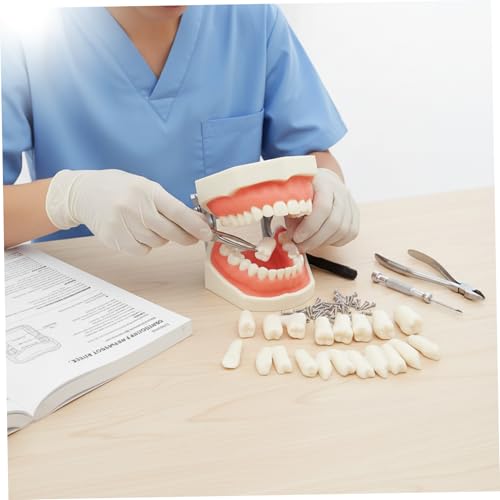 Modèle de dents Typodont d'enseignement en résine de haute précision - 6