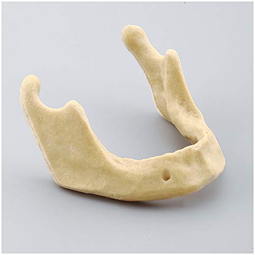 Modèle d'implant mandibulaire : formation au forage sans risque