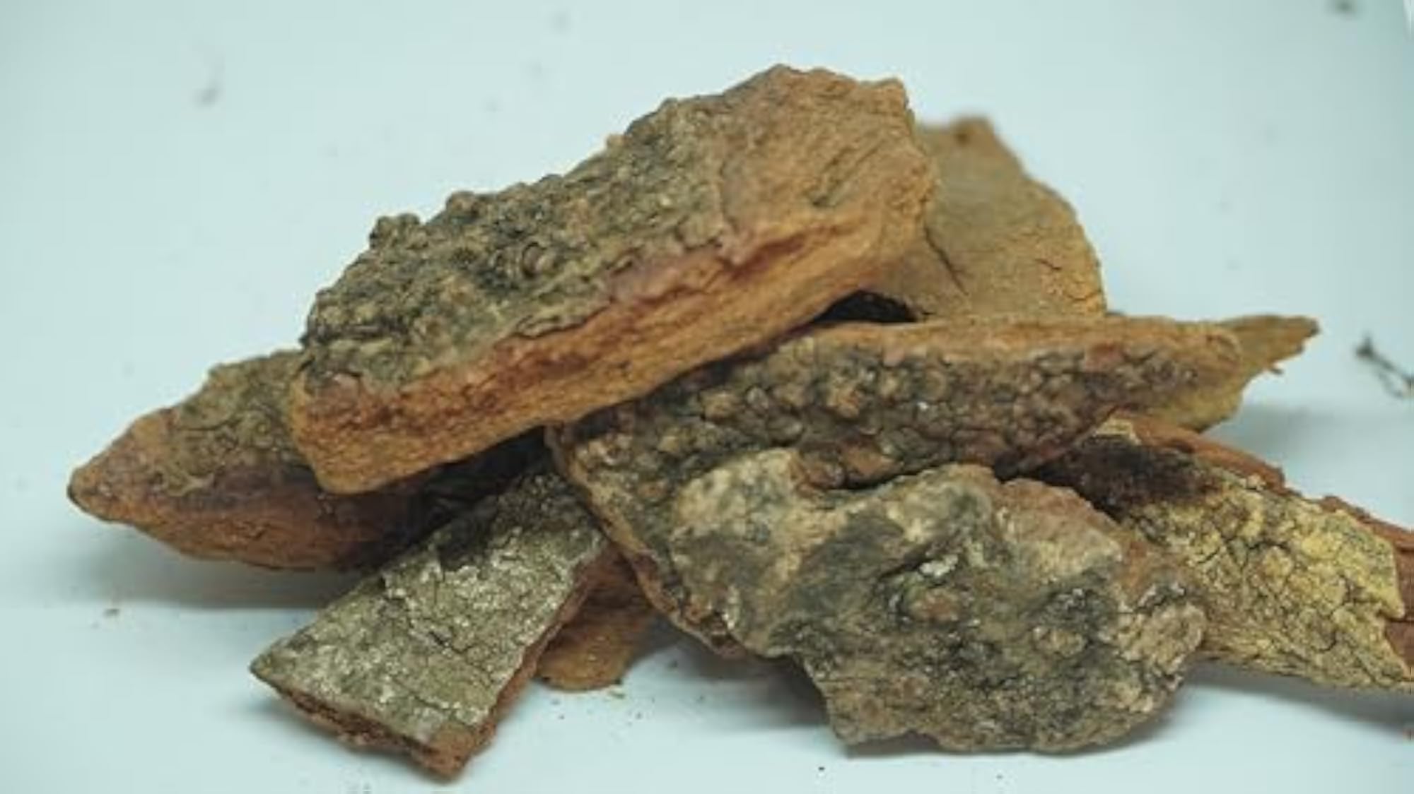 THOGAI'S Arjuna Bark/Terminalia Arjuna