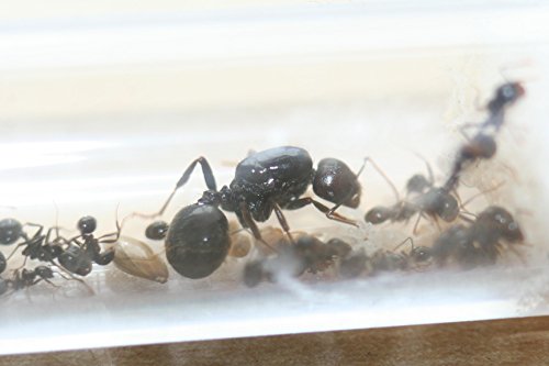 Messor Barbarus Queen ant red head with 1-5 workers (Starter kit)