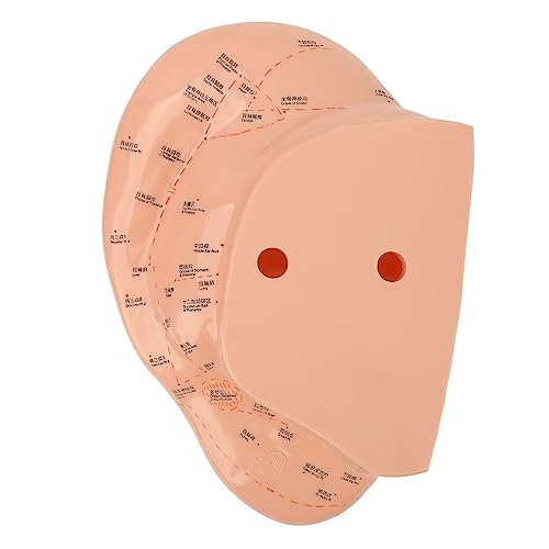 Ear Acupuncture Point Model,40cm Ear Acupuncture Point Model Clearly Fonts PVC Professional Ear Zone Massage Model
