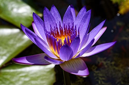 See full amazon price history chart for Waterlily Lotus Kamal Flower Seeds For Home Garden - 20 Seeds Eco Pack (Purple) Waterlily Lotus Kamal Flower Seeds For Home Garden - 20 Seeds Eco Pack (Purple) (B09Q22L4WV) Amazon Price History, Amazon Price Tracker