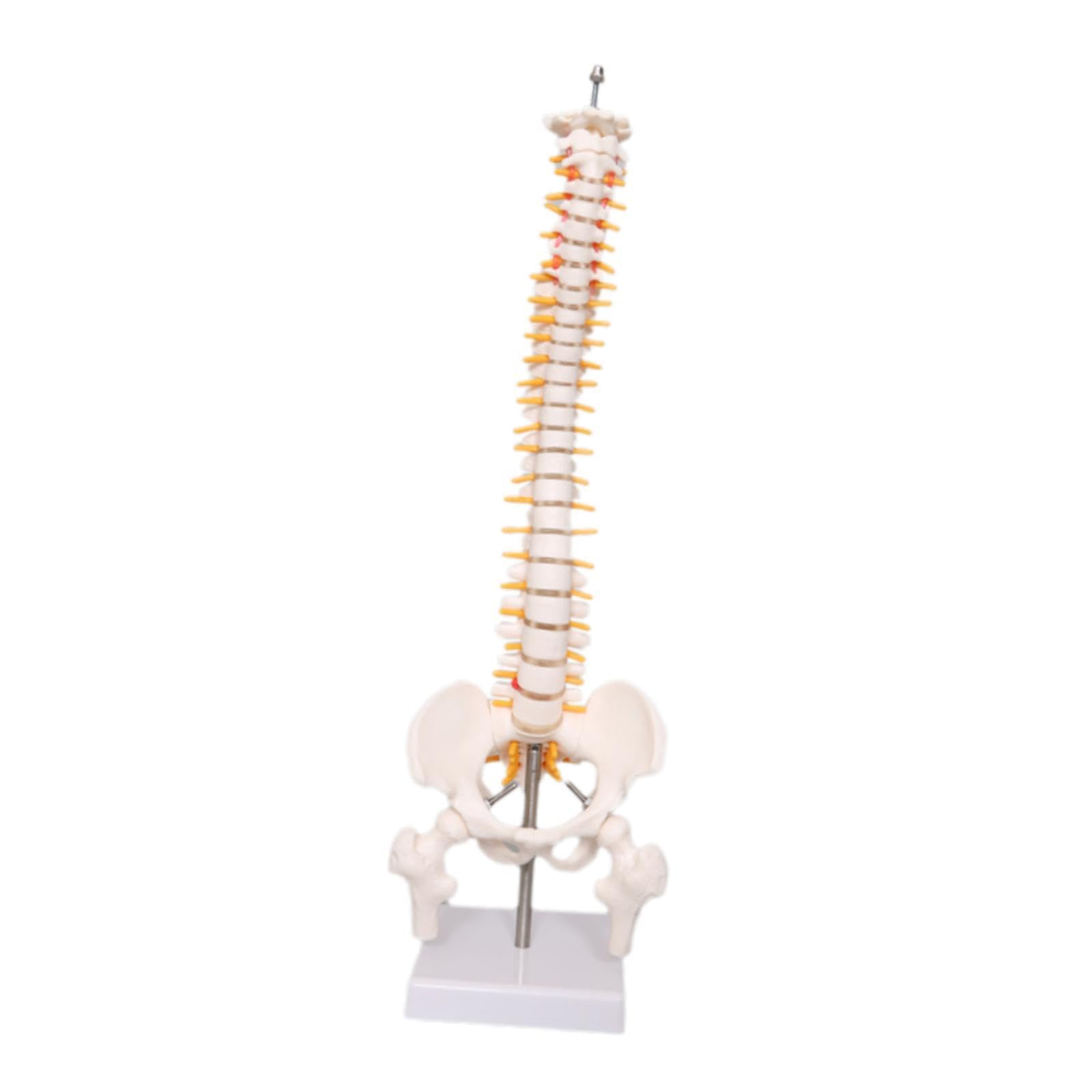 Garende Spine Model Skeleton 45cm Vertebral Column Model for School Science Study