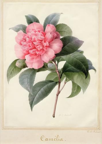 Cuadro Camelia di Pierre Redouté lienzo decorativo para salón elegante