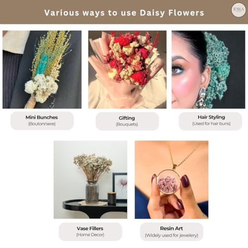 Image of Himalayan Daisy Dried Flowers | Natural Dried Blooms| 70 Grams | Naturally Preserved, Delicate & Everlasting | Perfect for Home Decor, Floral Arrangements, Bouquets & DIY Crafts(White)