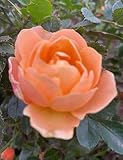 'Granny's Favourite' Patio Rose - Masses of Peach and Apricot Blooms - Potted Rose - Lovely Gift Idea - 4 Litre Pot