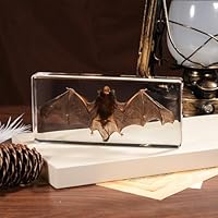 Taxidermy Bat, Real Bat Specimens High-Quality Resin Animals for Science Classroom Education Ideal Bat Decor & Gift for Taxidermy, Skull Collectors, Oddities Biology Enthusiasts (5.5x2.5x0.7 Inch)