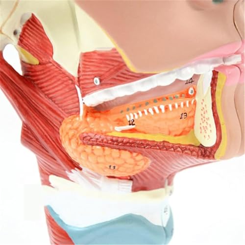 Modele anatomiczne, Model anatomiczny ludzkiego mięśnia gardłowego i krtani