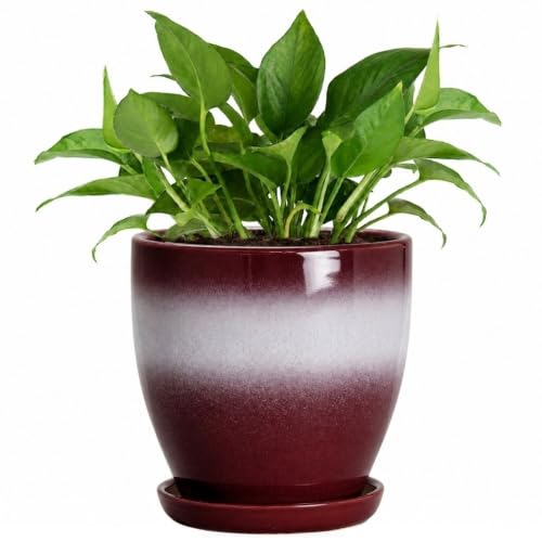 EPFamily Ceraimc Pots for Plants Indoor, 6 Inch Ceraimc Planters, Red-White