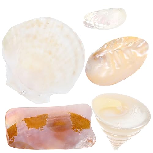 ABOOFAN 5 Piezas Accesorios De Tiro Decoración Colgante De Concha Decoración De Conchas De Acuario Decoraciones De Boda para Ceremonia Accesorio De Caracola De Boda Conchas Naturales