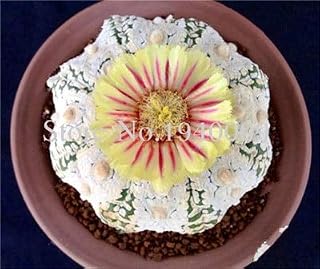 . 50 Pieces Flores Succulent seedsas Cactus Flower Garden Bonsai Plant Rare Cactus Flower Succulent Pot Plants purify The air: 15: Only Seeds